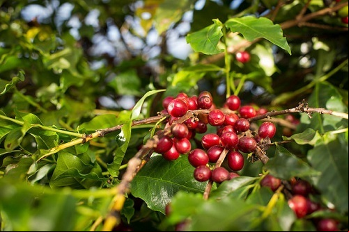 Capa Conab estima produção de 51,8 milhões de sacas de café este ano