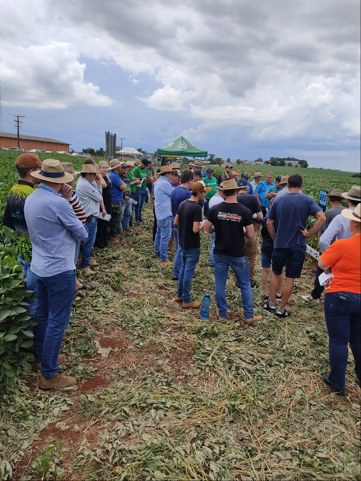 Capa Produtores se reúnem no Dia de Campo da Sementes Scherer
