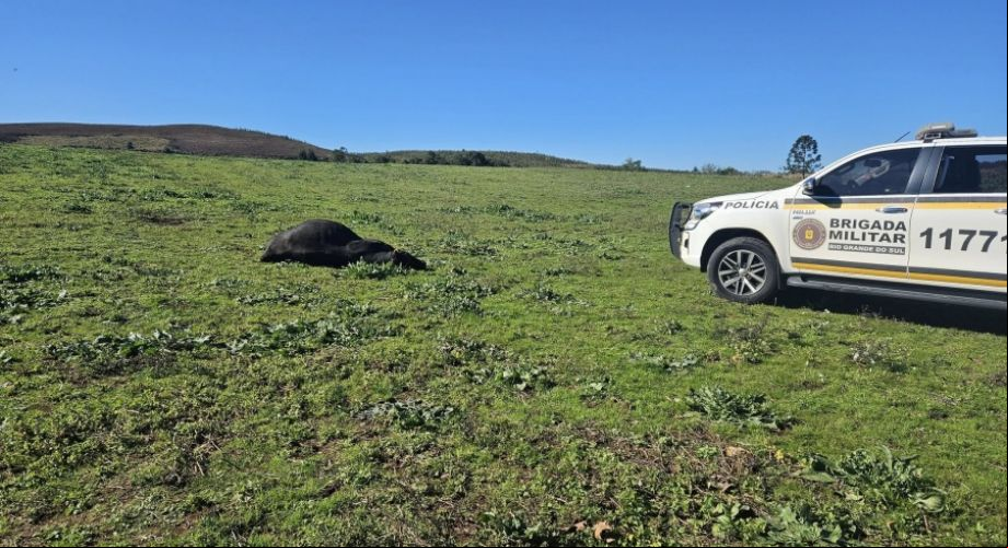 Capa Idoso é atacado e morto por touro no interior de Soledade