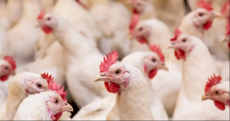 Capa Confirmado no RS o primeiro caso de influenza aviária em granja comercial do Brasil